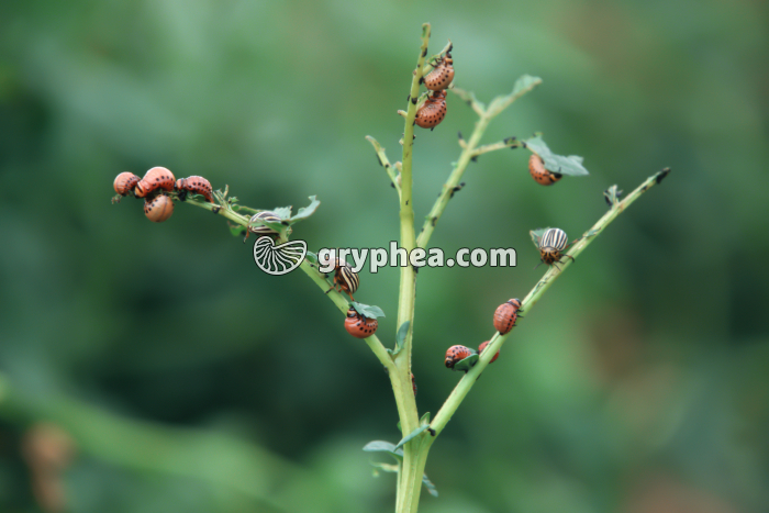 Doryphores - Plant de pomme de terre envahi par des larves (Leptinotarsa decemlineata) - gryphea.com